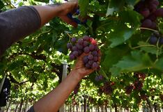Exportaciones de uva hacia Ecuador se reiniciarán luego de ocho temporadas