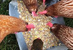 Los próximos pasos de la gigante colombiana de alimentos en Perú ¿línea para mascotas?