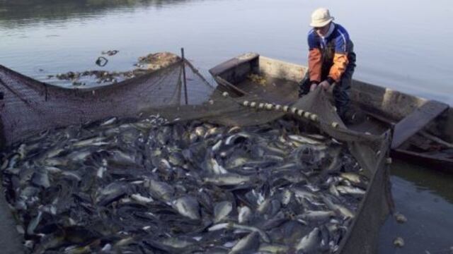 Sector pesca será el más golpeado este año por desaceleración económica