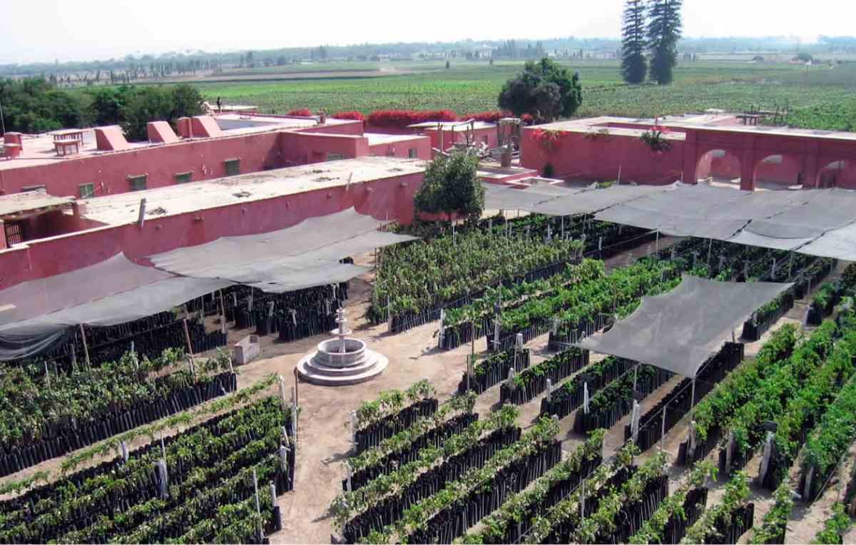 Viña Tacama, Ica (Foto: Tacama)