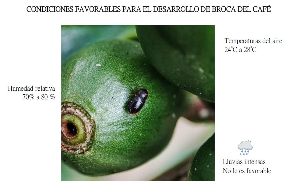 Condiciones favorables para el desarrollo de la plaga de la Broca del café. | Fuente: Senamhi