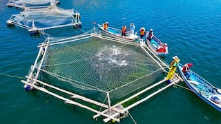Puno: oleaje anómalo afecta al 70% de jaulas de trucha y deja pérdidas en el lago Titicaca