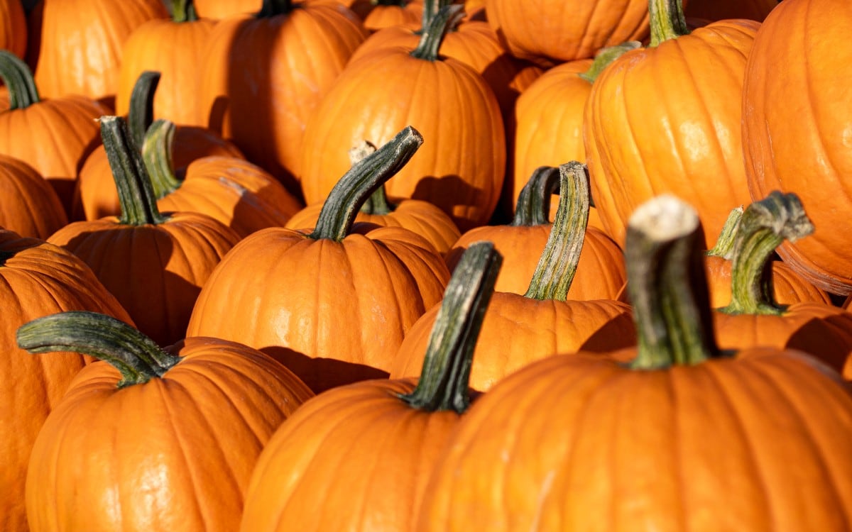 Granja de calabazas en Illinois cierra su zoológico por un posible brote de E. coli. (Foto referencial: Pixabay)