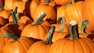 E. coli en una granja de calabazas de Illinois: síntomas a vigilar y cómo protegerte