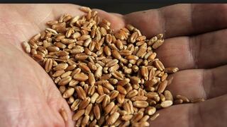 La soja podría destronar al maíz como rey de cultivos en EE.UU.