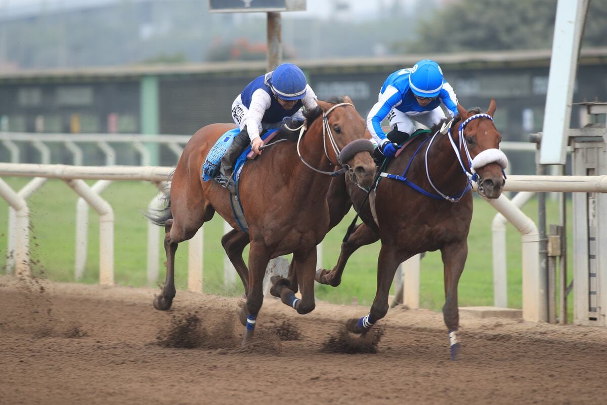 Jockey Club del Perú, operador del Hipódromo de Monterrico, invertirá en espacios deportivos y traerá la "Copa América" de la hípica. | Foto: Jockey Club.