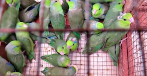 ¿Tiene el Perú las condiciones para generar una pandemia?