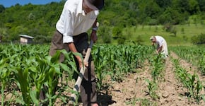 ¿Qué vamos a cosechar luego de la pandemia?