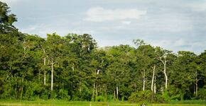 La coordinación como pieza clave para el desarrollo sostenible en Loreto