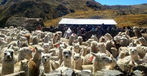 Proyecto de Ley Presupuesto del Sector Público Agrario 2019: Se cosecha lo que se siembra