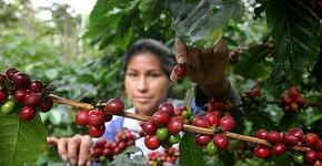 Cafecito de sabor amargo