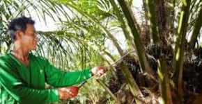 Palma aceitera: Oportunidades y desafíos