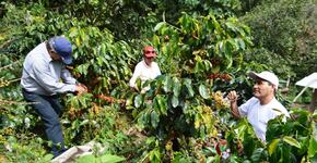 La paradoja del agro como solución para evitar la deforestación