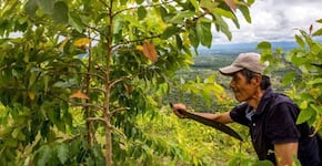 La importancia de los derechos de propiedad en la reducción de la deforestación en el Perú