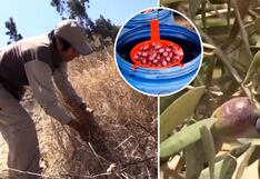 Arequipa: altas temperaturas afectan plantaciones de olivo