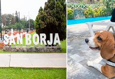 Modifican ordenanza municipal para la tenencia responsable de mascotas en San Borja