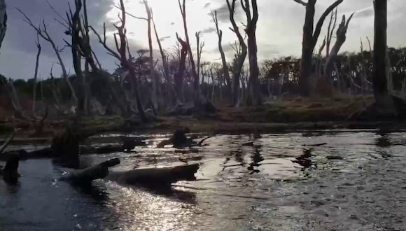 El castor, el pequeño y entrañable animal que arrasa bosques patagónicos al sur de Chile