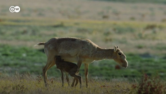 Saiga: Una especie en extinción