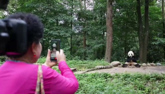 La aventura de los pandas que vuelven a China tras años en zoológicos de otros países