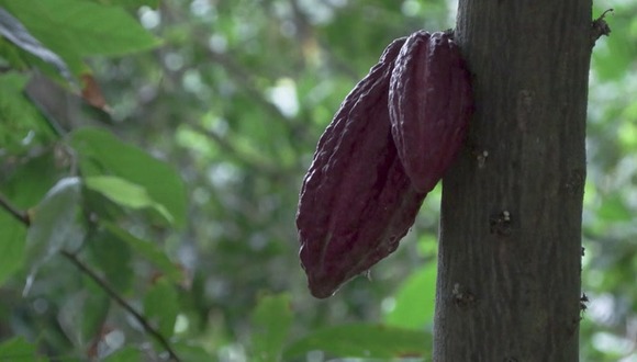 Las madres del cacao, otro "oro negro" en Venezuela