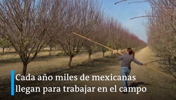 Expuestas: trabajadoras agrícolas en California