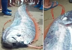 Tumbes: encuentran pez remo en playas de Punta Sal