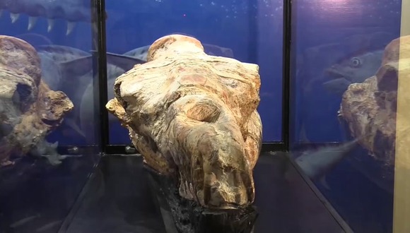 Monstruo Marino Que Habitaba Las Aguas Peruanas Hace 36 Millones De Años