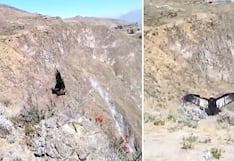 Arequipa: cóndor es liberado luego de tres meses bajo cuidados y rehabilitación