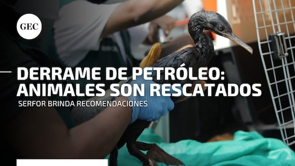Derrame de petróleo: Serfor informa cuál es el estado de los animales rescatados y brinda estas recomendaciones