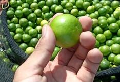Tumbes: unidad de limón alcanza el precio de un sol