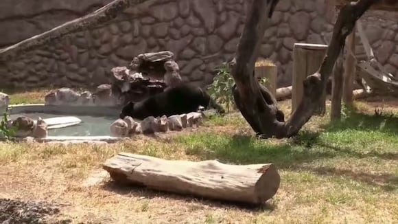 Tras la pista de los osos de la Cordillera del Cóndor