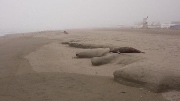 Perú: Animales muertos a causa de la gripe aviar