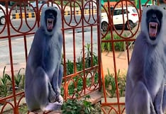 G20: Despliegan “espantamonos” en Nueva Delhi para ahuyentar a primates de la cumbre