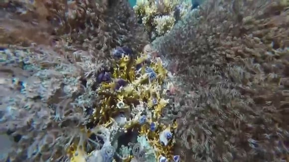 "Unomia stolonífera", el coral invasor de las costas de Venezuela y amenaza el Caribe