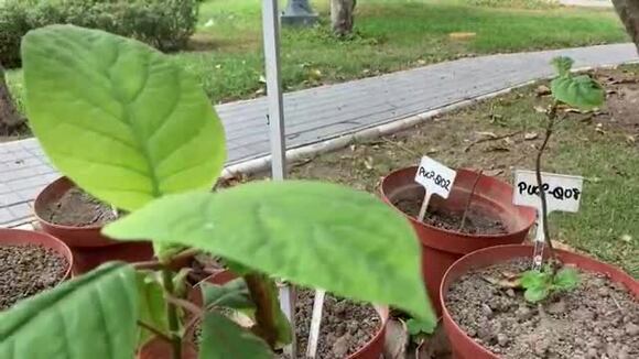 Perú busca rescatar la quina, el amenazado árbol que salvó millones de vidas