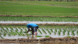 Senamhi advierte riesgos para siembra de papa, maíz y arroz por bajas temperaturas