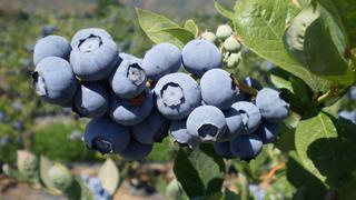 Exportaciones de blueberry crecieron cerca de 270% en los últimos cinco años, según CCL