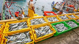 Desembarque del sector pesca creció 7.5% en febrero por mayor captura de pota, jurel y caballa
