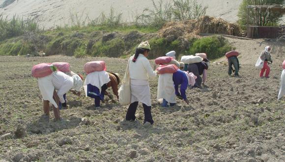 Programa busca mejorar la productividad de los agricultores de zonas de extrema pobreza. (Foto: GEC)