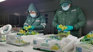 Perú reanudará exportación de uva al mercado ecuatoriano
