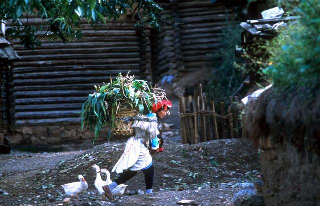 FOTO 3 | Un lugar de mujeres fuertes, el sistema social mosuo se basa en la creencia de que las mujeres son básicamente más capaces que los hombres, tanto desde el punto de vista mental como del físico, de acuerdo con el profesor de antropología Chuan-Kang Shih, de la Universidad de Florida. De hecho, las matriarcas mosuo continúan estando sumamente activas pasando los ochenta años de vida y trabajan en los campos para alimentar a sus familias.