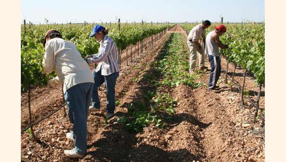 Proyectos de irrigación ayudarían a cerrar la brecha de empleo agropecuario en 421 mil puestos de trabajo