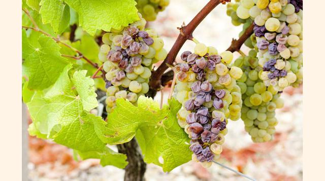 FOTO 19 | Sobre la creación de este delicioso vino dulce existen dos explicaciones. No sabemos si son verdad, pero sí son interesantes. Una, cuenta la historia del marqués de Lur-Saluces, en 1847. Se había ido de viaje y su regreso se retrasó, así que pid