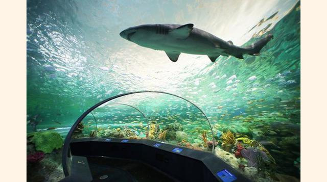 Ripley's Aquarium of Canada, Toronto, Ontario. “Sorprendente”