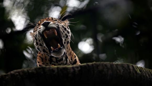 Foto de archivo. Un jaguar bosteza dentro de una jaula en el zoológico de Santa Cruz, en San Antonio del Tequendama, Colombia, 8 de abril, 2020. REUTERS/Luisa González