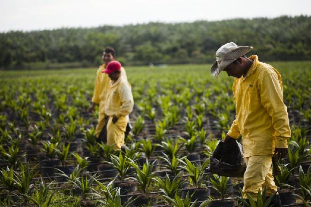 Producción de palma aceitera en Perú va en aumento (Foto: Junpalma).