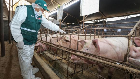 Minagri: Senasa prohíbe importación de cerdo por riesgo de gripe porcina. (Foto: Senasa / Referencial)