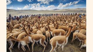 Perú multiplica por diez la población de vicuñas durante último medio siglo