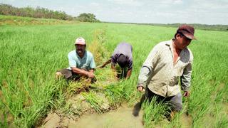 Agrícola Chavín de Huantar coloca US$ 500,000 en el Mercado Alternativo de Valores