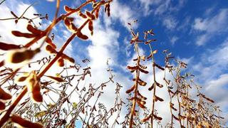 USDA advierte ajuste en suministros de soja por dificultades en cosechas de Sudamérica